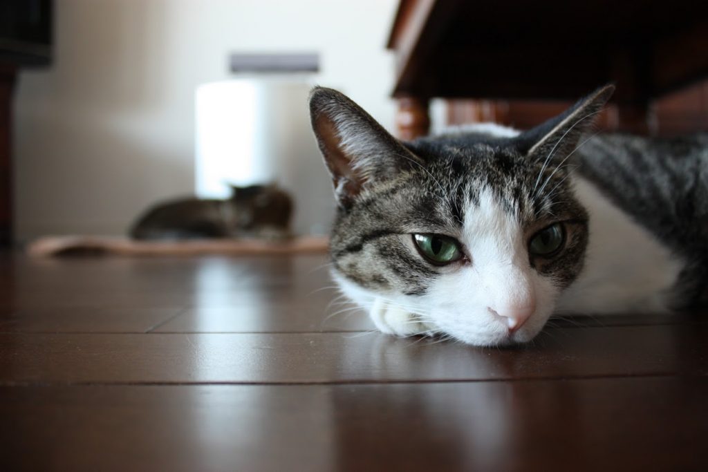 6月29日 今日は何の日 明日は何の日 B