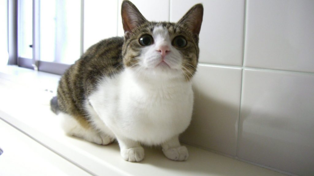 7月9日 今日は何の日 明日は何の日 B